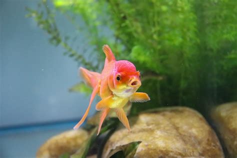 養魚的種類|適合新手養魚品種 : 6種入門淡水魚